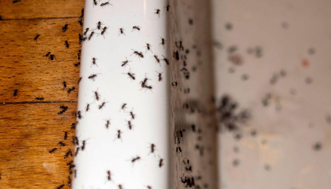 Sivrisinek İlaçlama