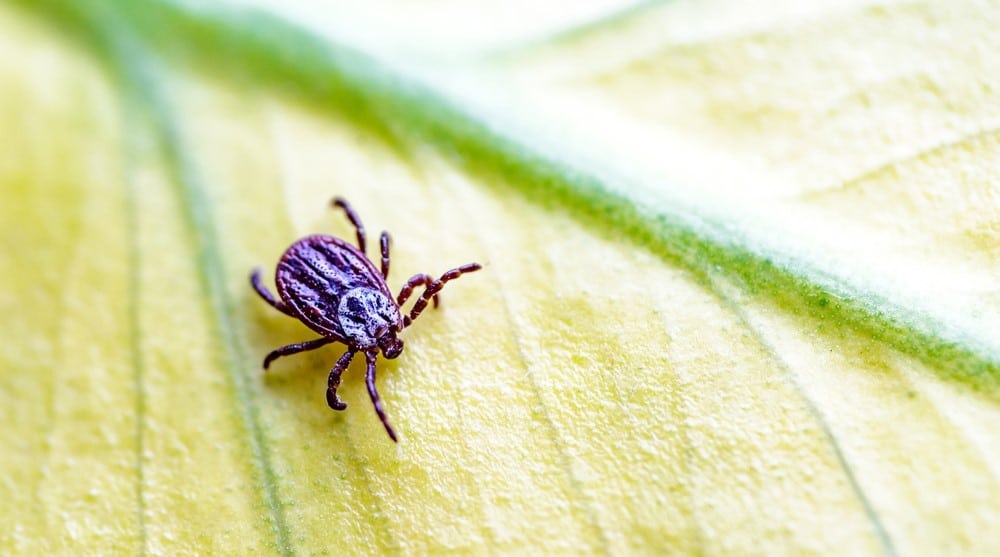 Pire ve Kene Sorunları